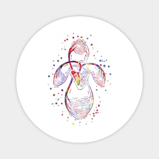 Human organs of circulation Magnet